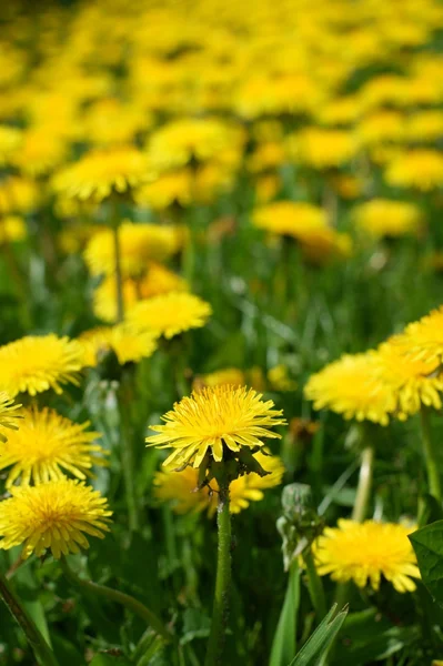 Meadow with yellow dandelions. — Stock Photo, Image