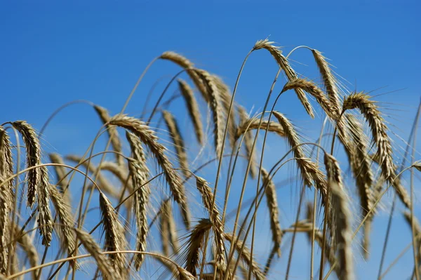 Пшеничное поле - голубое небо — стоковое фото