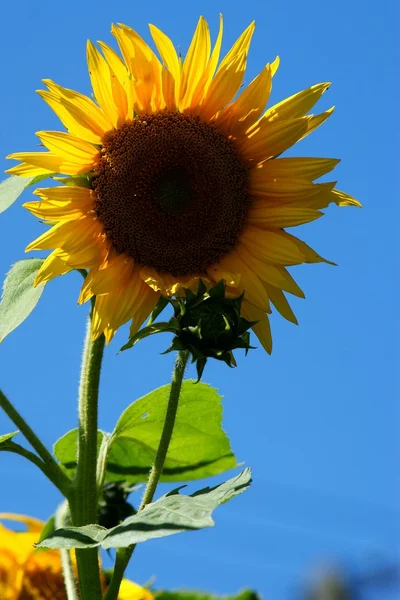 Girassol com uma folha - céu azul de verão claro . — Fotografia de Stock