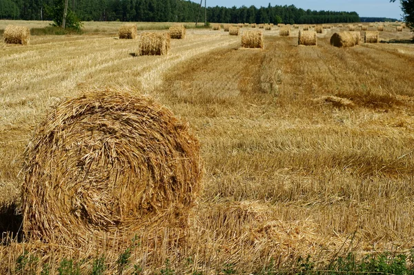 Válcované slámy po sklizni - pšeničné pole — Stock fotografie