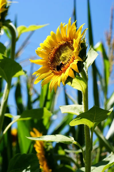 Slunečnice s list - jasné Letní modrá obloha. — Stock fotografie