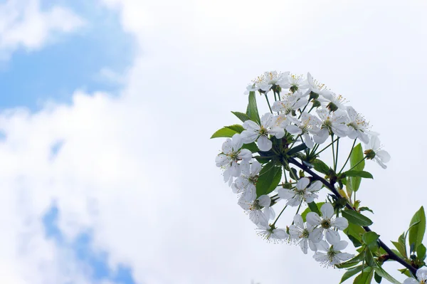 Flor de cerejeira ramo close-up — Fotografia de Stock
