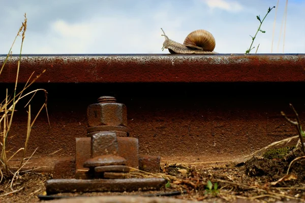 Caracol em um trilho ferroviário — Fotografia de Stock