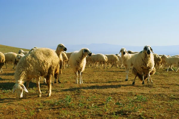Pascolo un gregge di pecore di montagna — Foto Stock