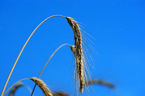 Campo de trigo - cielo azul — Foto de Stock