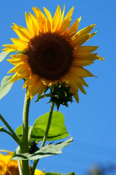 Sonnenblume mit Blatt - strahlend blauer Himmel. — Stockfoto