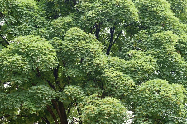 Sfondo di rami d'albero verdi — Foto Stock