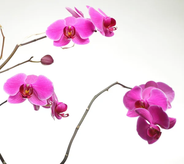 Фаленопсис. Фиолетовая орхидея на белом фоне — стоковое фото