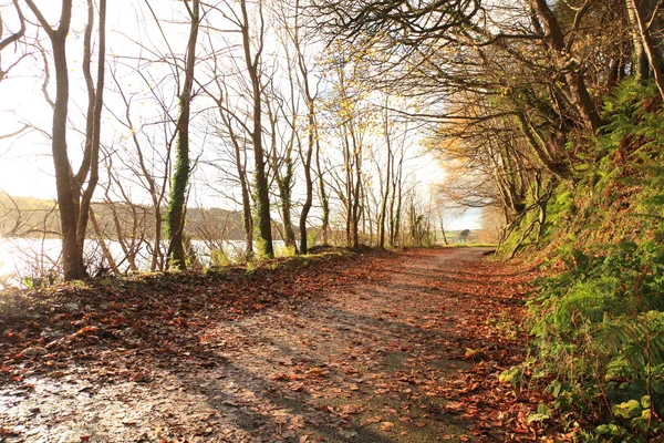 Autumn Pathway. Co.Cork, Irlanda . — Fotografia de Stock