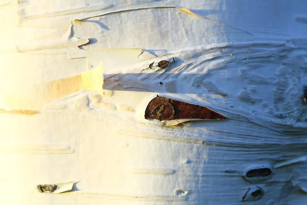 Textur av björk bark, bakgrund — Stockfoto