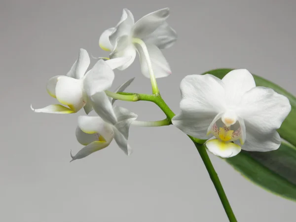 Bílá orchidej na šedém pozadí — Stock fotografie