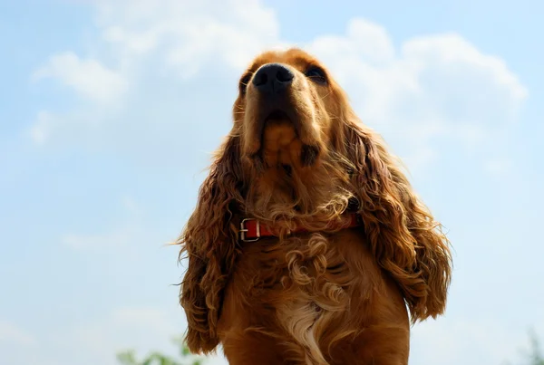 Cocker spaniel -blue sky with clouds — Stock Photo, Image