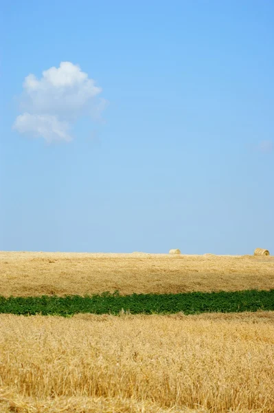 Rolled straw after harvesting - blue sky — Stock Photo, Image