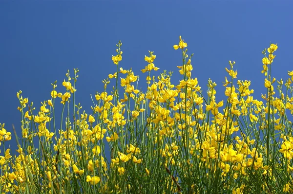 Yellow oilseed rape and the blue sky — Stock Photo, Image