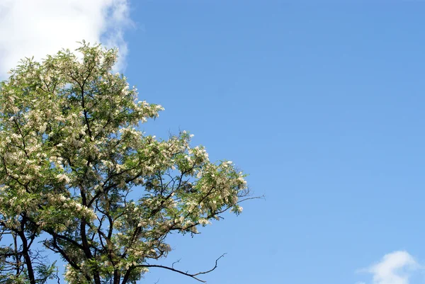 Witte acacia op blauwe hemel — Stockfoto