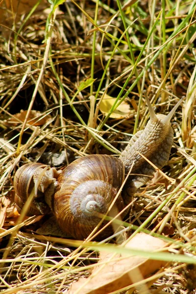 2 つの庭のカタツムリ、草 — ストック写真