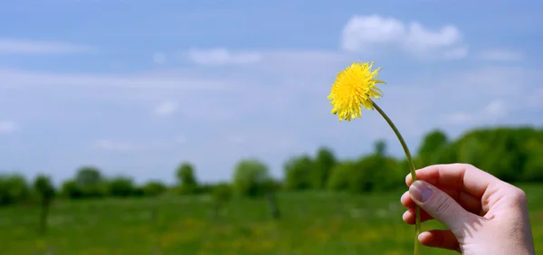 Mano con dente di leone giallo . — Foto Stock