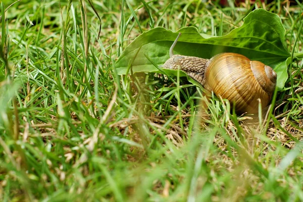 Deux escargot de jardin, herbe — Photo