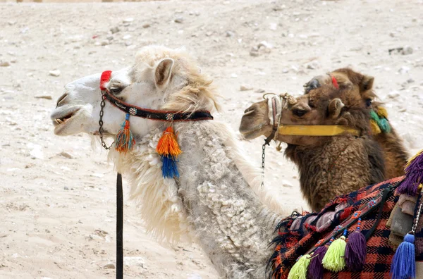 Ritratto di due cammelli — Foto Stock