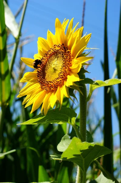 Sonnenblume mit Blatt - strahlend blauer Himmel. — Stockfoto