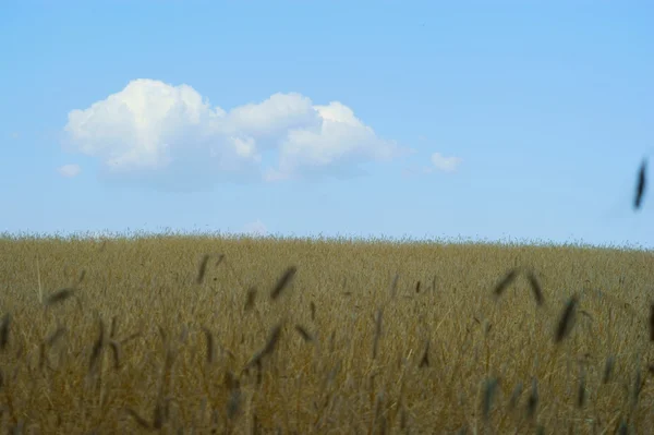 Campo de trigo - céu azul — Fotografia de Stock