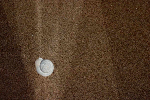 Морская раковина на фоне песка — стоковое фото