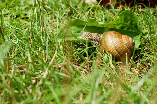 풀밭에서 달팽이 — 스톡 사진