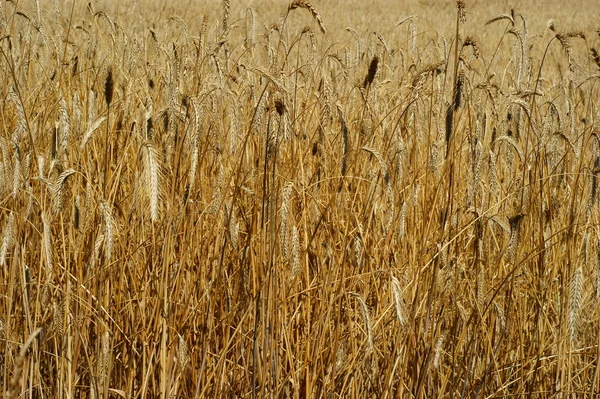 Campo de trigo — Foto de Stock