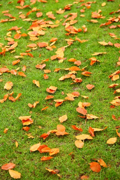 Jesienne liście na zielonej trawie — Zdjęcie stockowe