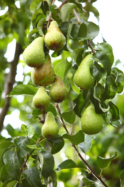 Mature fruit in the branch of a tree — Stock Photo, Image