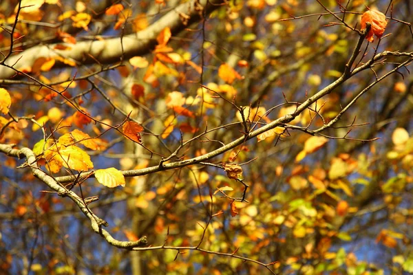 Heldere herfstbladeren in de natuurlijke omgeving — Stockfoto