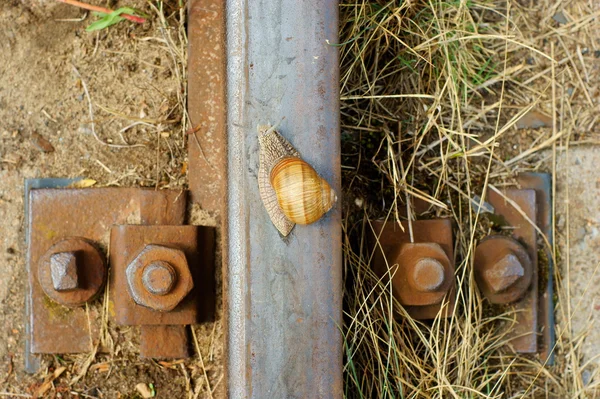 Escargot sur une voie ferrée — Photo