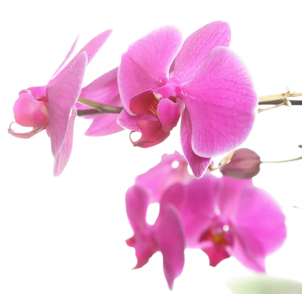 Phalaenopsis. lila Orchidee auf weißem Hintergrund — Stockfoto