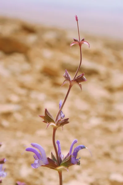 Deserto de pedra e flor — Fotografia de Stock