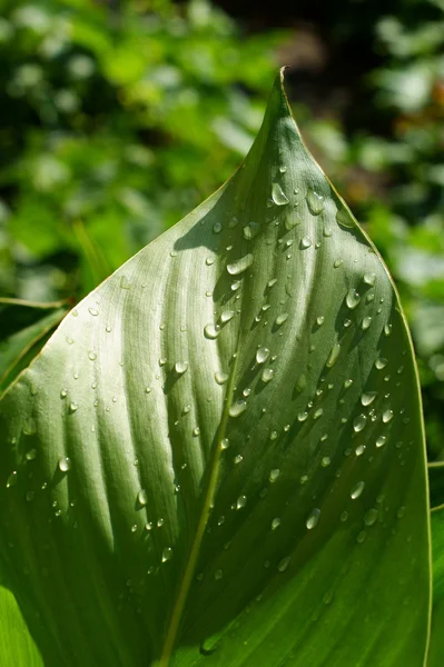 Leaf with drops of water — Stock Photo, Image