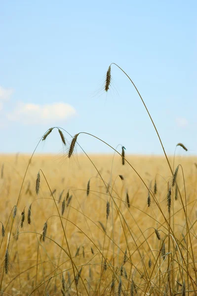 Campo de trigo - cielo azul —  Fotos de Stock