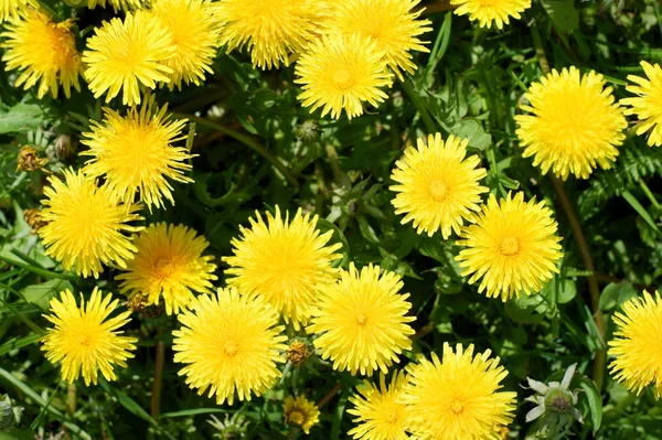 Sarı dandelions ile çayır. — Stok fotoğraf