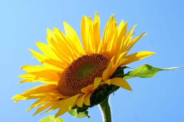 Yaprak - net yaz mavi gökyüzü ile ayçiçeği. — Stok fotoğraf