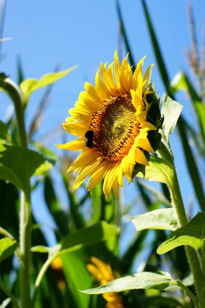 Sonnenblume mit Blatt - strahlend blauer Himmel. — Stockfoto