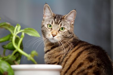 cat and flower on the window clipart