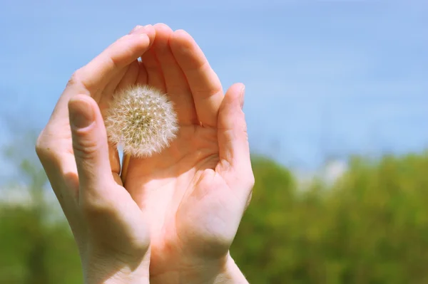 Yellow dandelions on blue sky in the hand. — Stock Photo, Image