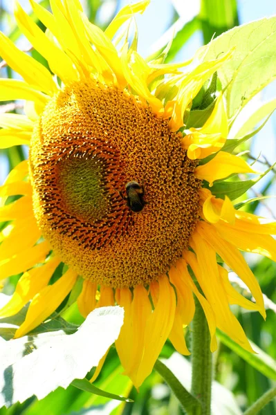 Sonnenblume mit einem Blatt — Stockfoto