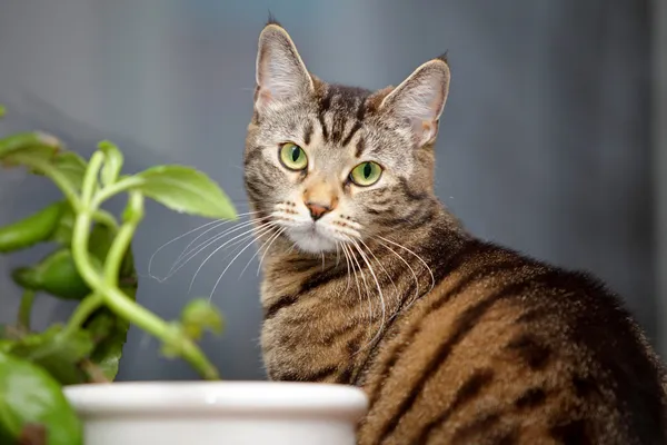 Gatto e fiore sulla finestra — Foto Stock