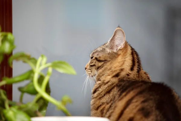Kedi ve çiçek penceresinde — Stok fotoğraf
