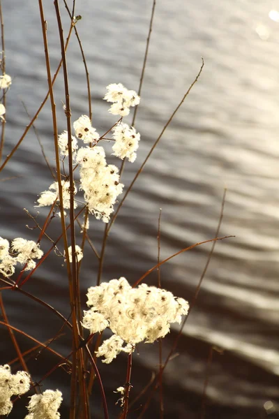 Piante secche vicino al fiume — Foto Stock