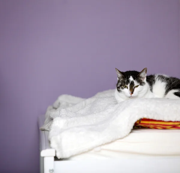 Große Hauskatze liegt auf einem Bett — Stockfoto