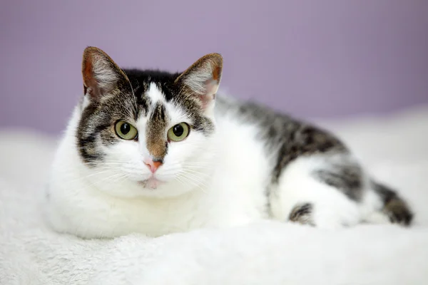 Große Hauskatze liegt auf einem Bett — Stockfoto