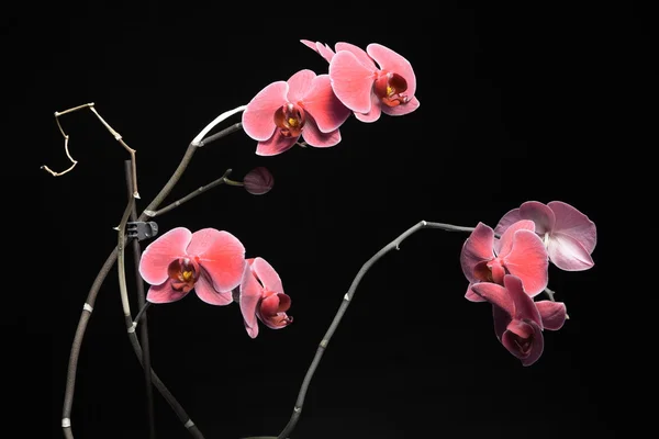 Phalaenopsis. paarse orchid op zwarte achtergrond — Stockfoto