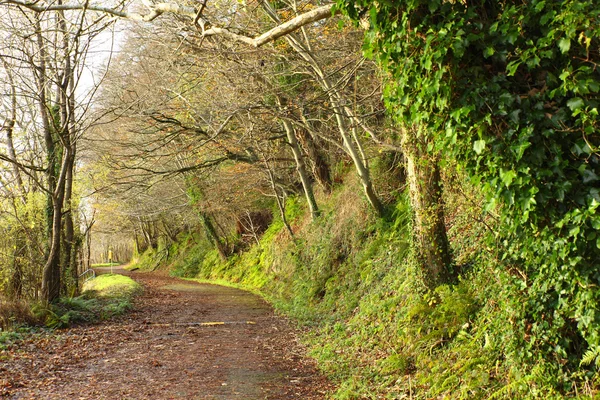 Caminho. Co.Cork, Irlanda. Estrada do parque com árvores . — Fotografia de Stock
