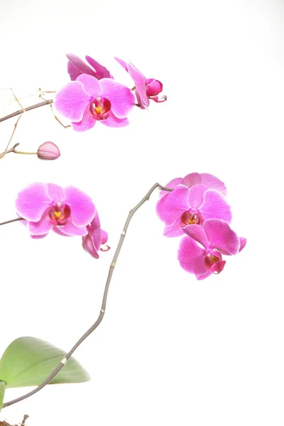 蝴蝶兰。在白色背景上的紫色兰花 — 图库照片